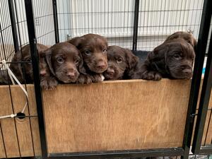 Chocolate pups