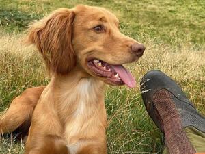 Sire - Mickey (FTWMallowdale Foden of Countryways)