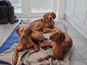 Maggie (rear) with Luna & Bam Bam