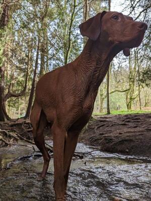 Sire - Chief