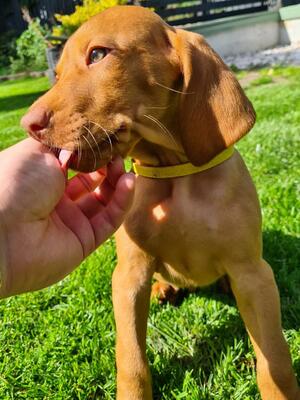 Available Male Puppy