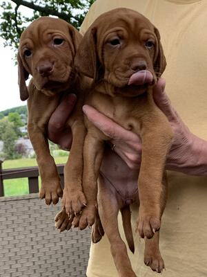 Female Puppies
