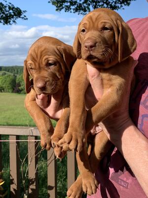 Male Puppies