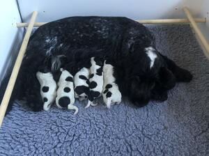 Bella and puppies