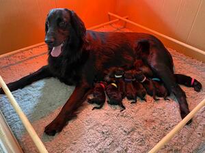 Roxy and puppies