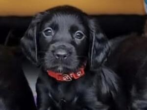 Liver pup
