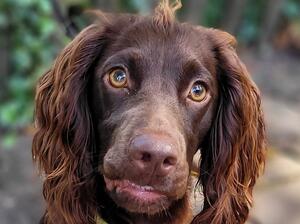 Remi