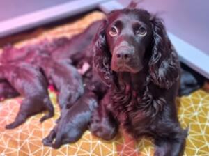 Remi with her latest litter of 6 choc bo