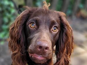 Remi