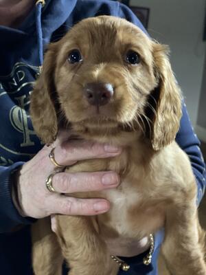 Puppies