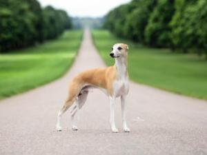 SIRE