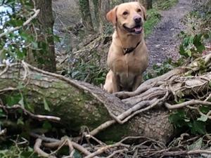 Waiting for a command