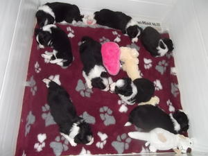 Puppies 4 weeks