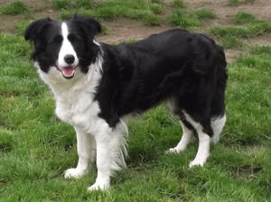Libby