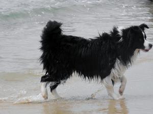 Twist having fun on the beach