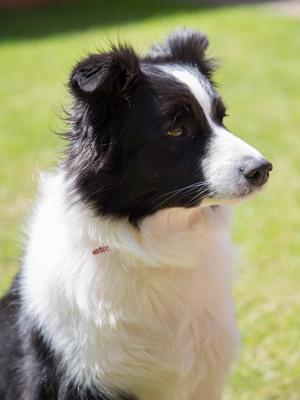 Rosie