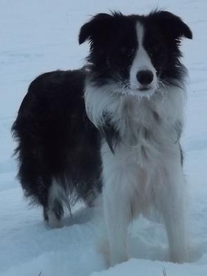 Libby enjoying the snow!! (18 months old)