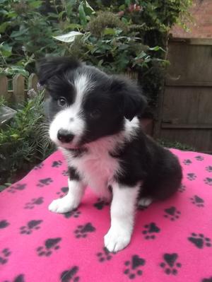 Bitch Puppy 