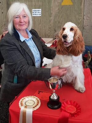 Cornwall Gundog BPIB