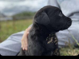 Puppy