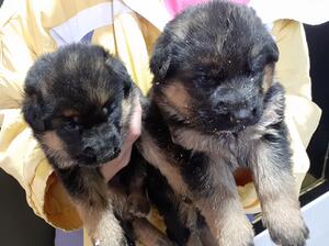ida's pupppies