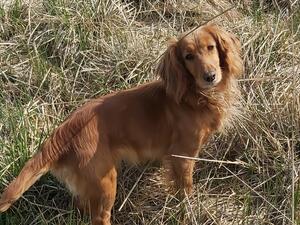 Delphaven Grace (Maggie) 💓
