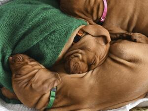 2nd litter Daenerys Z Labske Lhoty