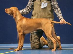 HVS Show Competition
