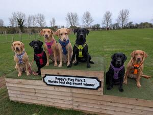 The satterley Labrador clan.