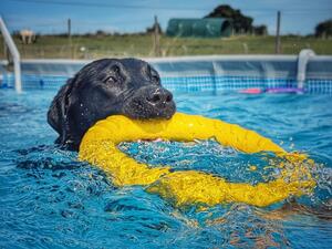 Delilah- a completely confident swimmer.