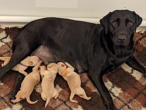 Maisie and her litter.
