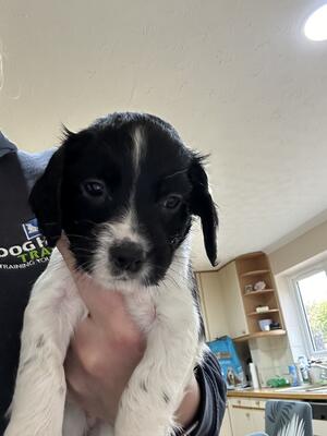 Black and white dog