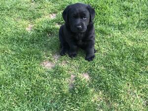 Previous litter