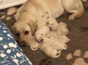bella and pups