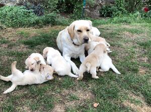 Mom with her previous litter