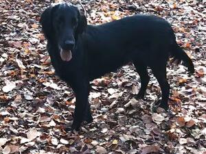 Inca at 9 months old