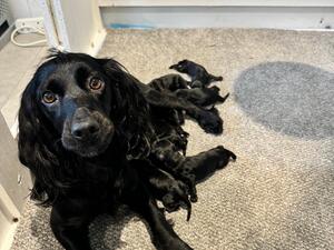 Dam with pups 1 day old