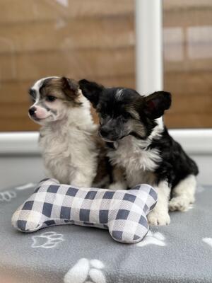 Chinese crested puppies