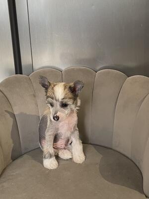 Kc registered Chinese crested hairless