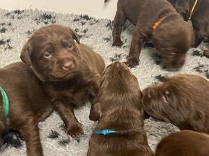 pups