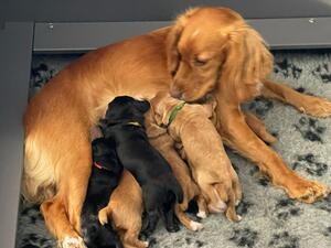 mum with pups