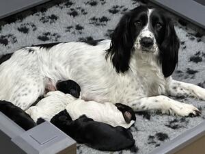 Mum with pups