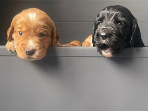 pups