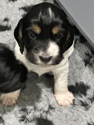 Puppies