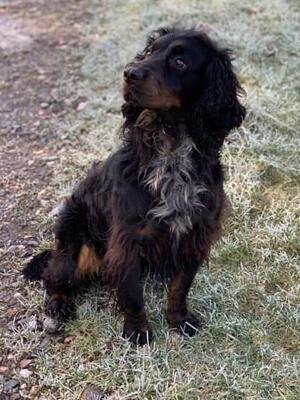 Sire