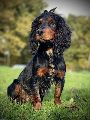Sire (Ozzy)