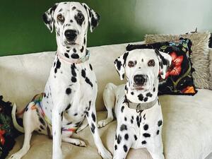 Milo and Margot (dam and sire)