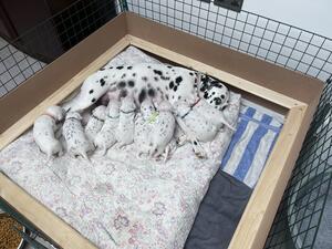 Mum and pups