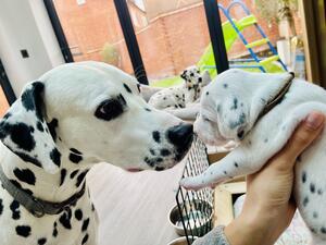 Dad and pup with mum in background