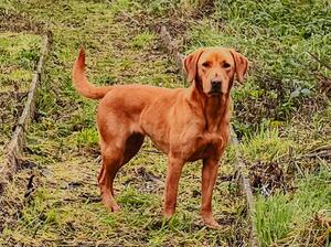 Frieda